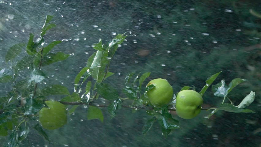 Close-up vertical rain drops falling on apple tree fruits and leaves in garden