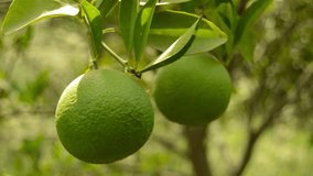 Bergamot orange. Citrus fruits of sour orange bergamot riping on thee close up.green Fruits of Bergamot orange on tree, Citrus bergamia. Green pomelo. Lime fruit. Hanging green lime. - Powered by Shutterstock - Get 15% off with code: PIKWIZARD15