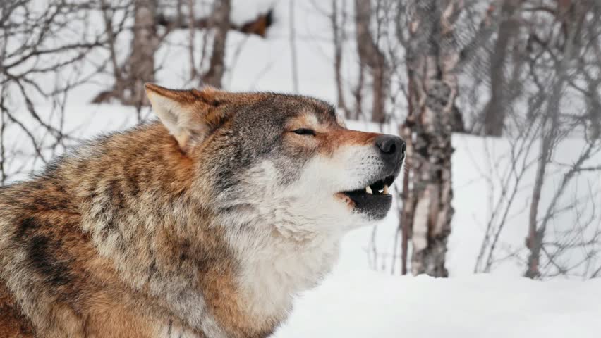 Eurasian wildlife nature. Eurasian wolf (Canis lupus). Royalty-Free Stock Footage #1108539753