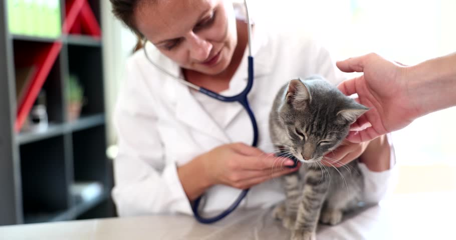 Veterinarian doctor with stethoscope examines cute gray cat in veterinary clinic. Medical care for animals Royalty-Free Stock Footage #1108540151