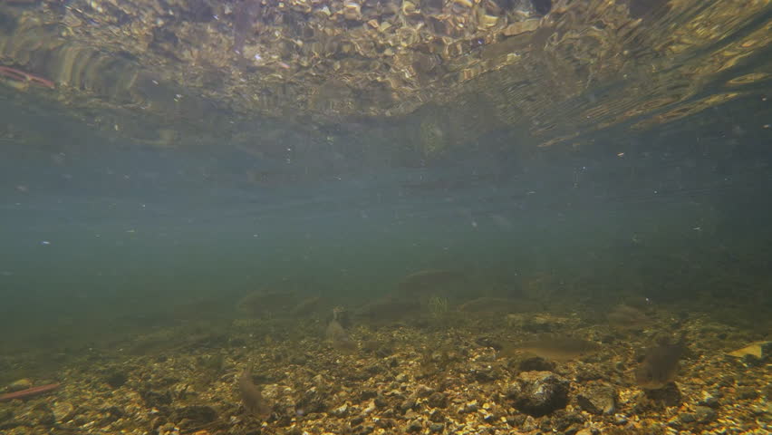 Underwater slow motion shot of trout rising to take bait in river Royalty-Free Stock Footage #1108540315