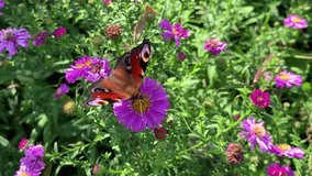 Butterfly on the bright purple flowers on a flowerbed in the garden. On a clear sunny day. For video presentation, advertising.