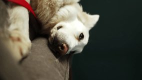 female hand stroking dog sleeping in bed at home. vertical video. a white Swiss shepherd licks its tongue and looks at its owner. the dog is resting