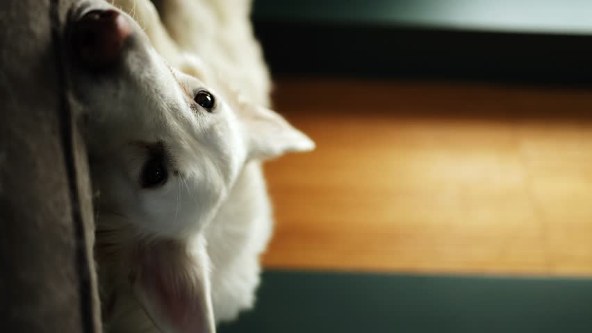 A sad white dog lies in a bed and blinks one eye. a white swiss shepherd dog wakes up and looks at the camera in the room. vertical video | Shutterstock HD Video #1108547467