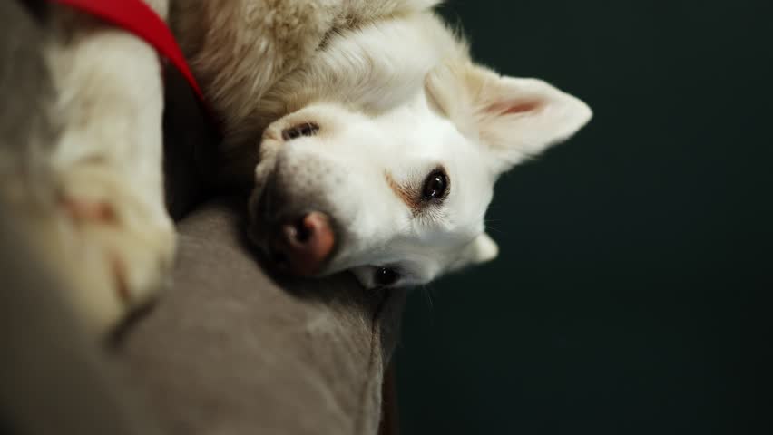 A tired dog resting in a dog bed. vertical video. a girl's hand strokes the head of a sleeping dog. white Swiss American Shepherd | Shutterstock HD Video #1108547485