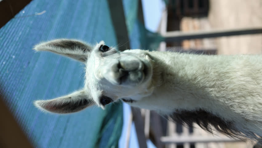 Close-up of a black and white llama. vertical video | Shutterstock HD Video #1108547487