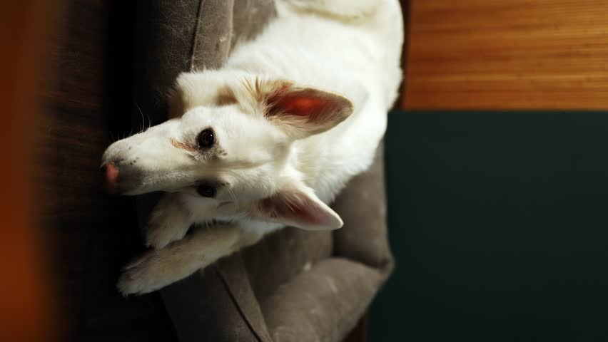 Sad white big dog swiss shepherd lies on couch at home and raises and shakes head. vertical video | Shutterstock HD Video #1108547497
