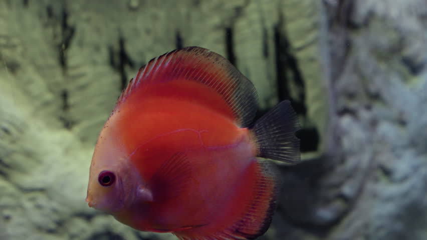 Symphysodon Discus Fishes in Daejeon Aquarium - Tropical fishes from the Amazon river | Shutterstock HD Video #1108549541