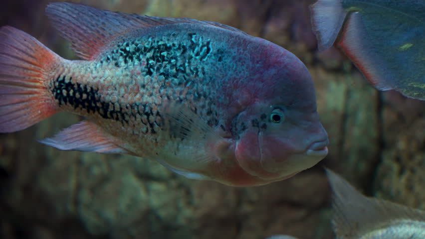 Cichlazoma Rainbow or Vieja Synspilum (Cichlasoma Sensillum) Fish Swims in Daejeon Aquarium - Close-up | Shutterstock HD Video #1108549547