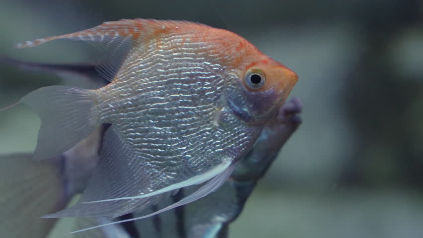 Gold Pterophyllum Scalare Angelfish Floating In An Aquarium | Shutterstock HD Video #1108549807