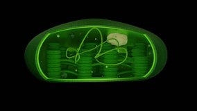 Chloroplast organelles, structure within the cells of plants or algal 3d animation