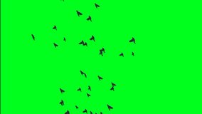 Flock Of Birds On Green Screen vertical video