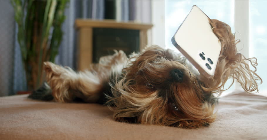 Funny yorkshire terrier dog funny holding smartphone in paw. Lying belly up, upside down on bed, watching intersting content on smartphone. Pet using smartphone ai chat. Funny dog smartphone concept Royalty-Free Stock Footage #1108550993