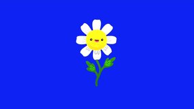 Animation loop video of a a rotating sunflower on blue screen background  ,remove blue screen background on your video editing software