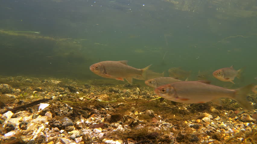 A large variety of freshwater fish including Trout, Chub, Grayling, Roach and Dace swim in River Avon. UK Royalty-Free Stock Footage #1108557677