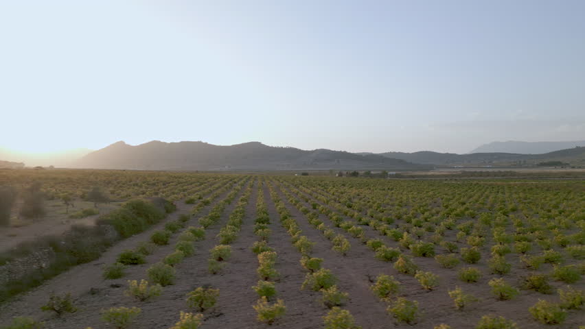 Vineyards from above, footage of vineyards in Alicante, Comunidad de Valencia - stock video
