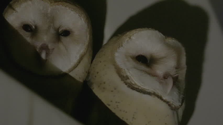 Juvenile barn owls calling at Nnight, waiting their parents deliver food. Royalty-Free Stock Footage #1108562117