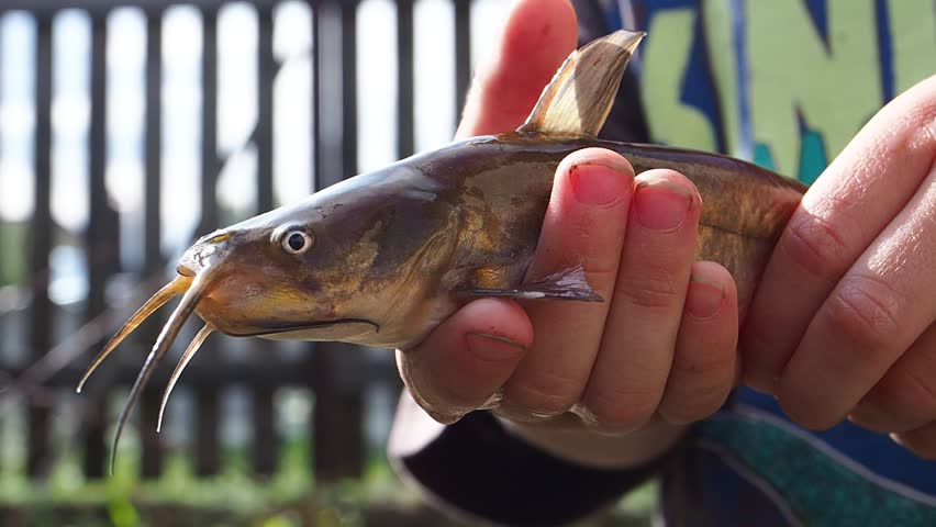river catfish in the hands of children