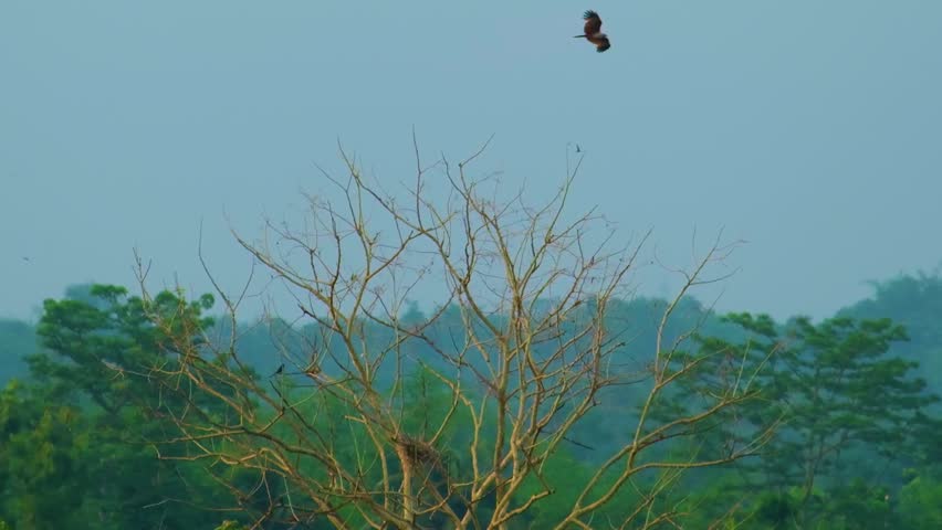 birds and eagles fly around forest on the thermal air currents in Bangladesh