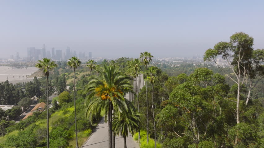 Drone flying fast above road lined by tall green palm trees. Palms in golden sunrise on Hollywood hills with scenic Los Angeles downtown panoramic view, California USA aerial travel tourism footage 4K
