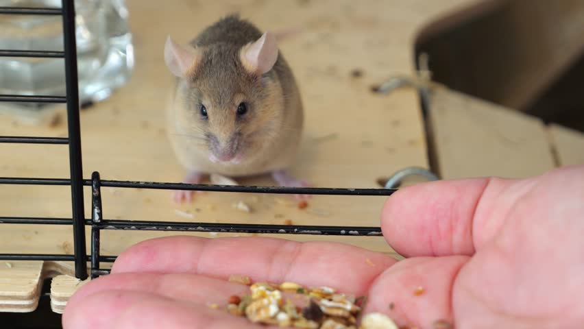 A red little house mouse takes food from a human hand. Decorative mice and people. Interaction between domestic animals and humans. Animal life in captivity, in a cage.