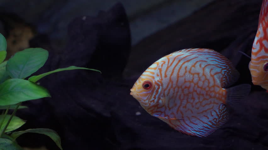 Symphysodon Discus Fishes in Daejeon Aquarium - Tropical fishes from the Amazon river | Shutterstock HD Video #1108568091