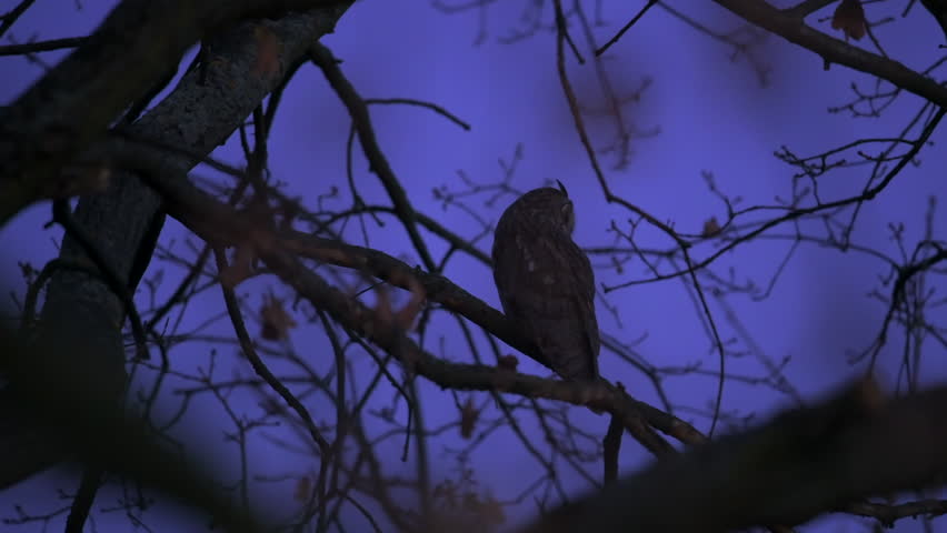 Captured in the dim evening light, a long-eared owl (Asio otus) sits on a branch before suddenly turning its head towards the camera. Royalty-Free Stock Footage #1108571589