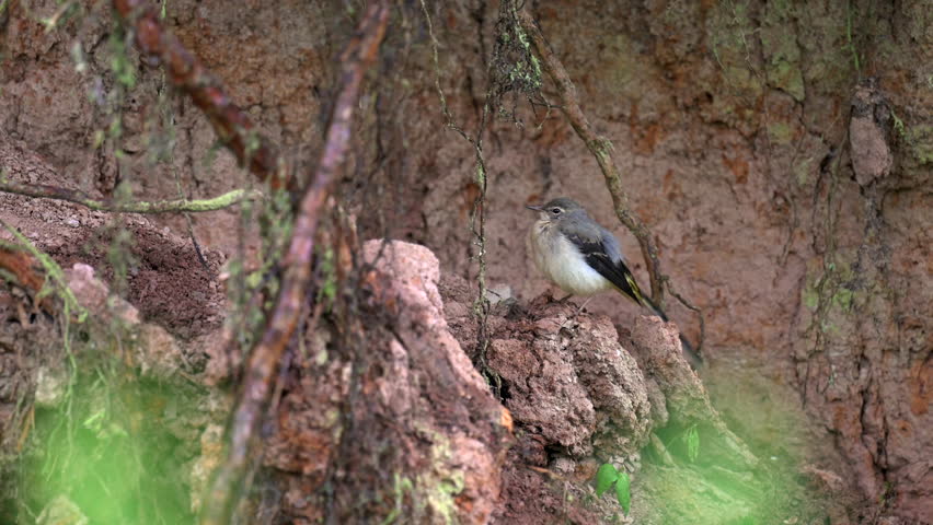 A charming young western yellow wagtail (Motacilla flava) is caught on camera meticulously preening its feathers.