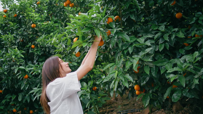 Happy gardener picking citruses at rural plantation closeup. Young woman harvesting tangerine fruit green fresh tree in farmland. Joyful lady working alone summer landscape. Food production concept  Royalty-Free Stock Footage #1108574725