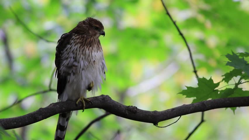 Sharp-shinned hawk in the forest Royalty-Free Stock Footage #1108574969