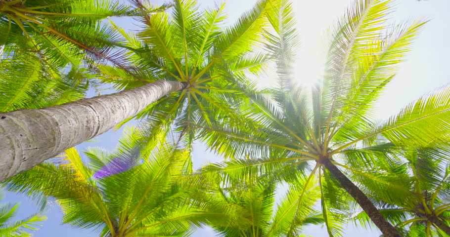 Bottom view coconut tree Gimbal walking under coconut tree at beach island Filmed with high quality film cameras. DCI 4K ProRes422