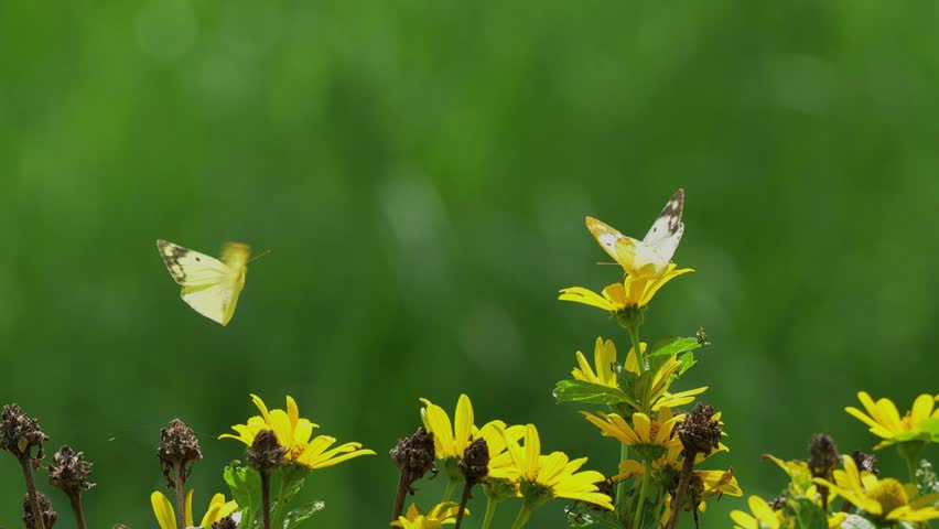 Two friendly yellow butterflies fly together in the field.