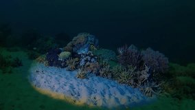 Coral reef at night .Underwater footage of the corals