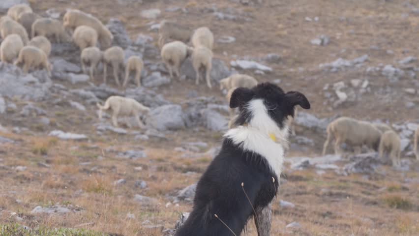 Sheepdog Lying While Watching Sheep Herd Grazing in the Mountain Pasture. - zoom out Royalty-Free Stock Footage #1108578231
