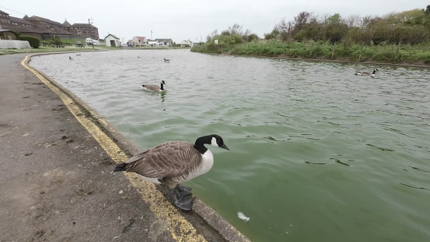 Canadian Gees sitting by the waters edge in a english park. UK