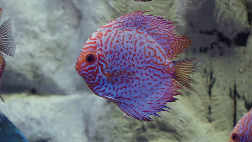 Red Symphysodon Discus Fishes with Orange Stripes in Daejeon Aquarium - Tropical fishes from the Amazon river | Shutterstock HD Video #1108579759