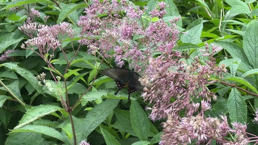 Black butterfly parked on the flower in the summer garden