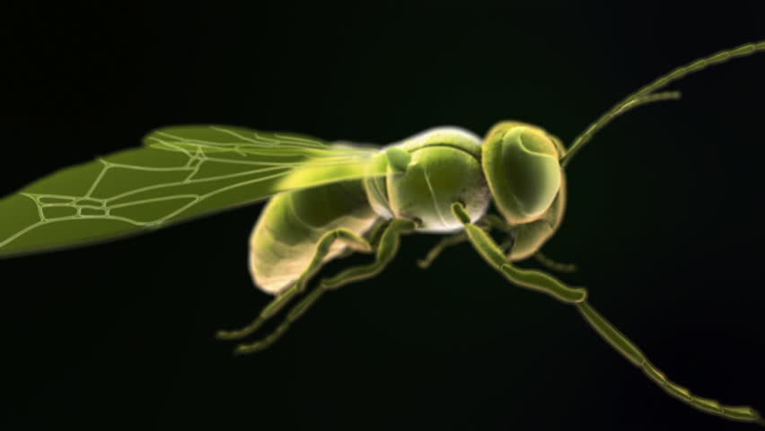 Computer graphic images schematizing black wasps