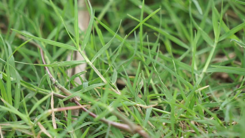 Cynodon dactylon (rumput bermuda, doab, dog's tooth grass, wiregrass, scutch grass). This plant has a deep root system, in drought situations with penetrable soil Royalty-Free Stock Footage #1108586781