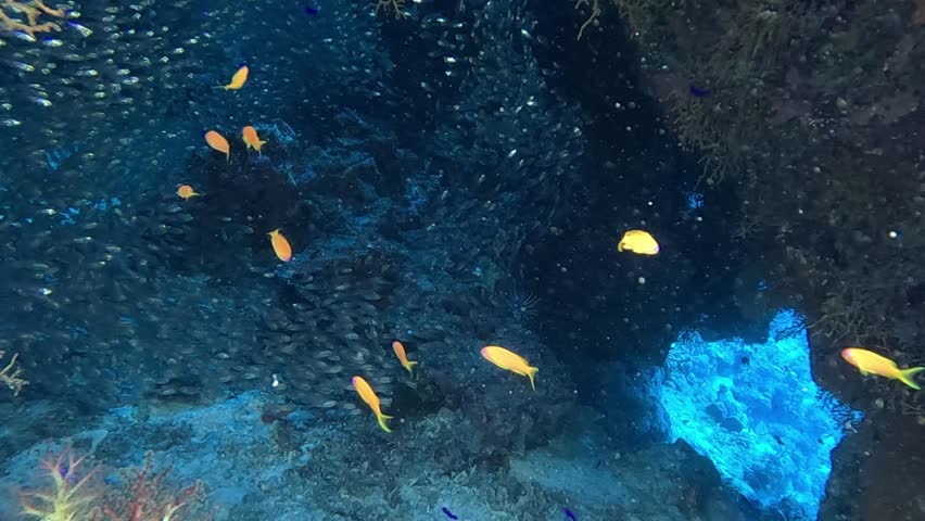 Hurghada, Egypt. June 10, 2023. A shoal of glassfish (sweepers) (Parapriacanthus ransonneti) hide in a cave in the Red Sea off Hurghada Royalty-Free Stock Footage #1108588393