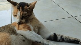 4k video of a cat sitting on a tiled floor.