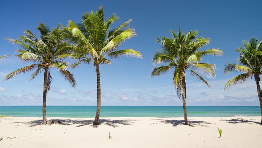 Tropical island paradise beach coconut trees. Summer holiday beach nature landscape Island. Palms turquoise sea ocean background. Wide panorama view coconut palm trees.