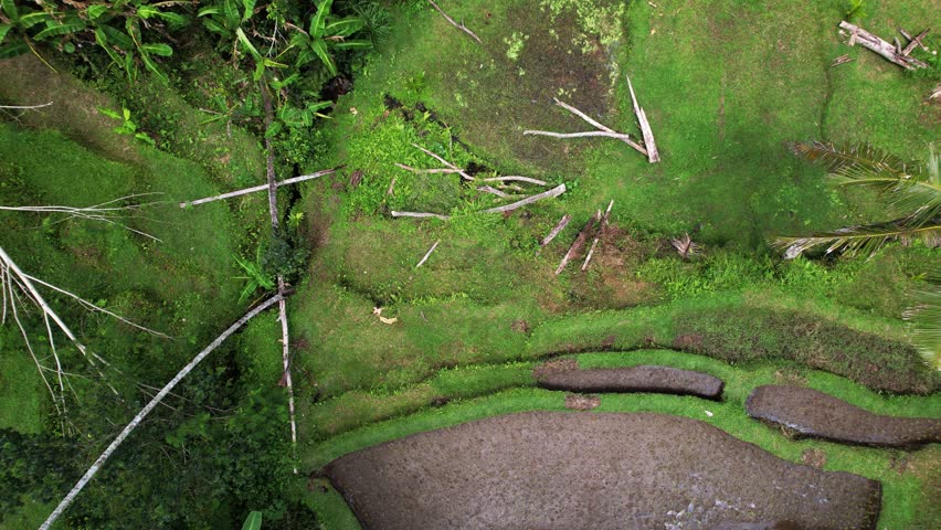 Some of the rice terraces closer to the bottom of the gorge are abandoned, some have fallen trees on them. Aerial camera flies up, showing general view, new rice has been planted in active plantations | Shutterstock HD Video #1108591317