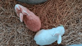 Group of cute little rabbits Healthy colorful rabbits on a natural background rabbit farm