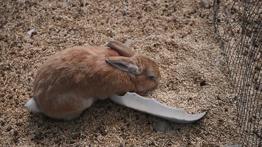 a cute red rabbit is sitting in a rabbit pen on a farm in the village. he climbed into the trough with the grain with his front paws and pressed his ears, raising his head