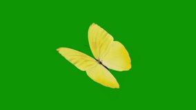 Butterfly green screen video, 3D Animation, Ultra High Definition, 4k video