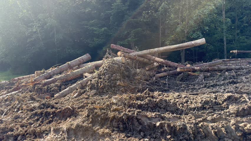 Cut trunks of tall coniferous trees lie scattered on the ground loosened by heavy tractor tracks near a green forest on a sunny day. Deforestation concept. Close-up of felled tree trunks in the forest