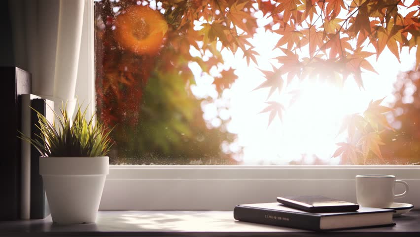 Relaxing and beautiful fresh morning scenery looping video with red autumn maple trees and maple leaves swaying in the wind outside the glass window and bright sunlight sparkling and shining
 Royalty-Free Stock Footage #1108601863