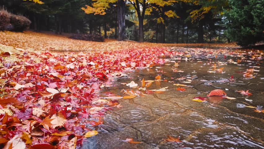 Beautiful autumn scenery with raindrops falling on red maple leaves and yellow leaves piled up on the roadside in the forest of the park.
