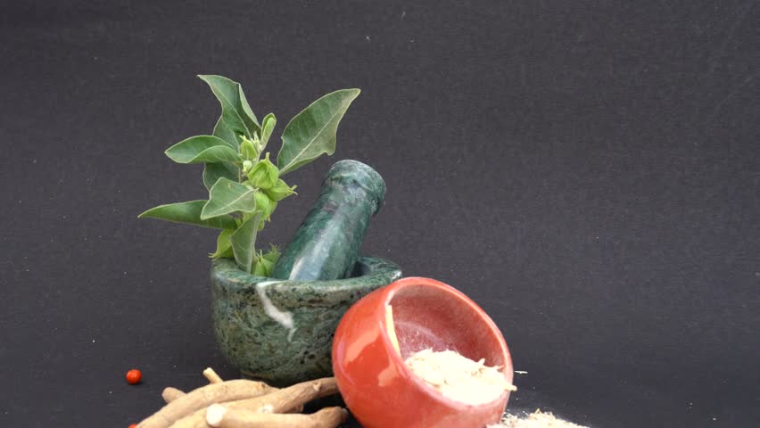 Ashwagandha Dry Root Medicinal Herb with Fresh Leaves, also known as Withania Somnifera, Ashwagandha, Indian Ginseng, Poison Gooseberry, or Winter Cherry.